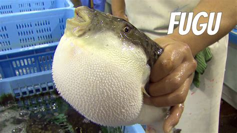 fugu fish